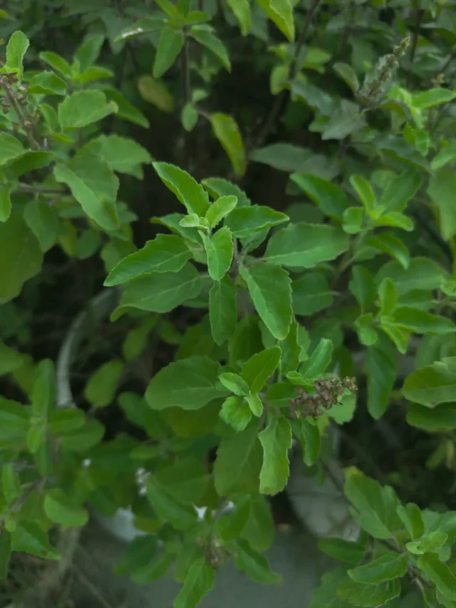 The Power of Tulsi: The Anti-Stress and Anti-Aging Herb
