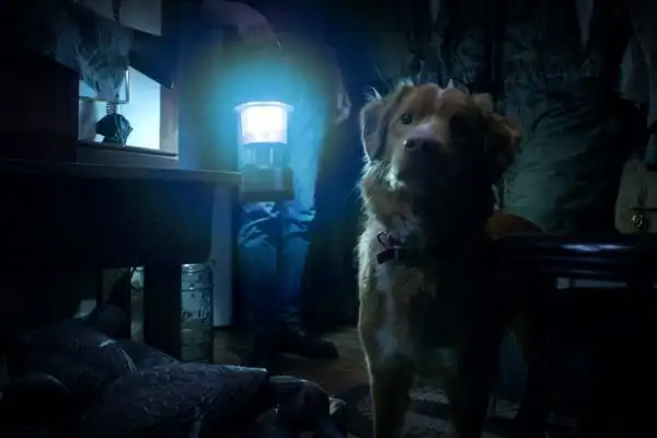 Good Boy