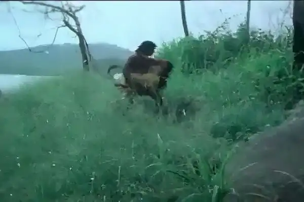 Jungle Ki Haseena